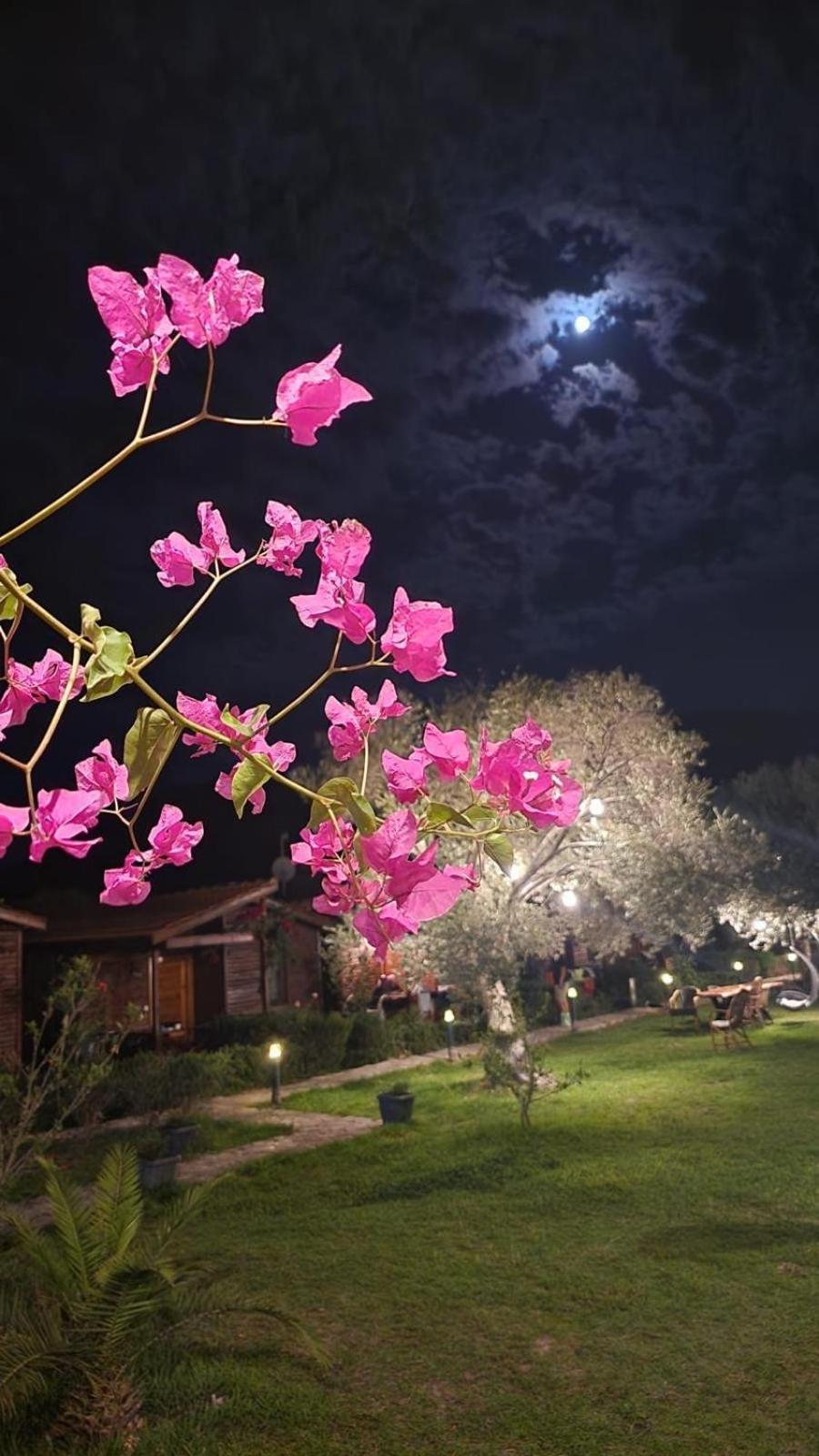 Suzi'Nin Bahcesi Bungalov Evler Datca Exterior foto